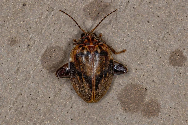 Ora Cinsinden Yetişkin Bataklık Böceği — Stok fotoğraf