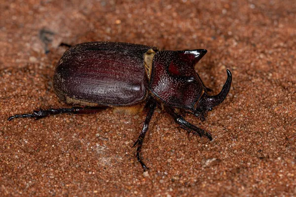 種の成虫サイビートル Coelosis Bicornis — ストック写真
