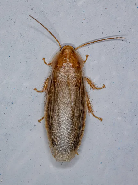 超级家族Blaberoidea的成年布朗蟑螂 — 图库照片