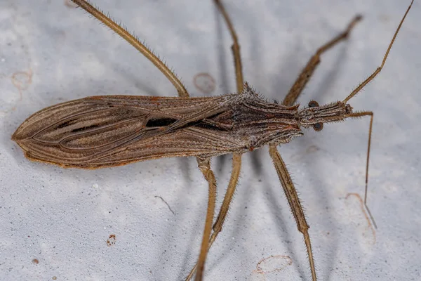 Stenopoda Nemzetség Felnőtt Bérgyilkos Bogara — Stock Fotó