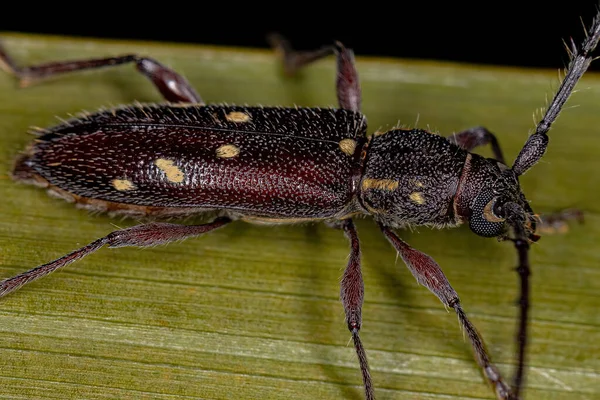 Adult Typical Longhorn Beetle Species Ambonus Electus — Stock Photo, Image