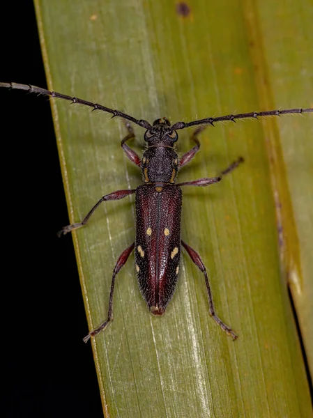 Adulto Escarabajo Longhorn Típico Especie Ambonus Electus —  Fotos de Stock