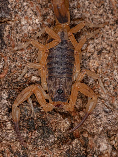 Adult Female Brazilian Yellow Scorpion Species Tityus Serrulatus — стокове фото