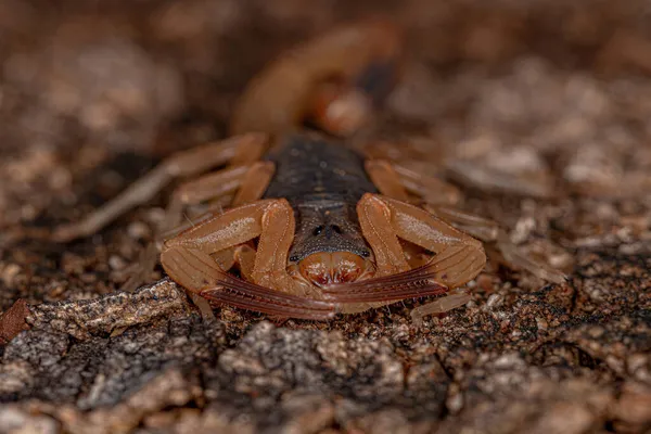 Взрослая Бразильская Жёлтая Скорпионка Вида Tityus Serrulatus — стоковое фото