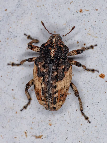 Adult True Weevil Family Curculionidae — стокове фото