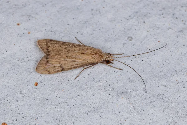 Caddisfly Spinning Neto Adulto Familia Hydropsychidae —  Fotos de Stock