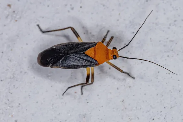 Adult Plant Bug Family Miridae — Stock Photo, Image
