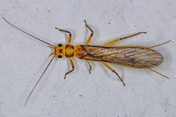 Adult Female Common Stonefly Insect Family Perlidae Oviposition — Stock Photo, Image