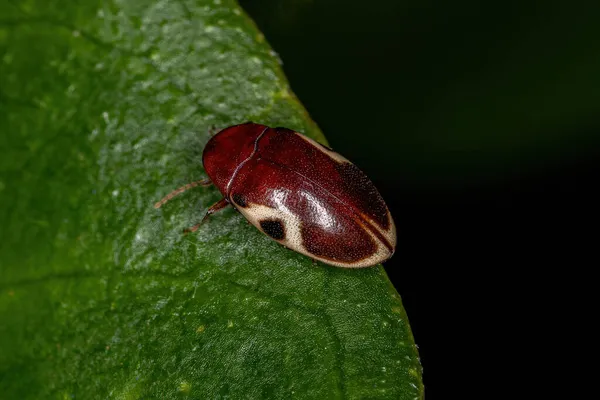 Chelonarium Ornatum Türünün Yetişkin Kaplumbağa Böceği — Stok fotoğraf