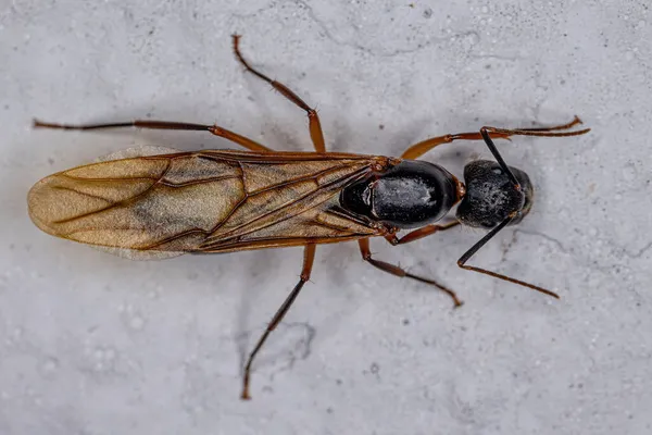 Dorosła Dama Stolarz Queen Ant Rodzaju Camponotus — Zdjęcie stockowe