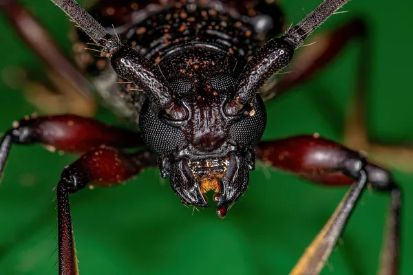 Ενηλίκων Typical Longhorn Beetle Του Γένους Coleoxestia — Φωτογραφία Αρχείου