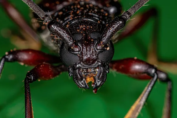 Maggiolino Adulto Tipico Longhorn Del Genere Coleoxestia — Foto Stock