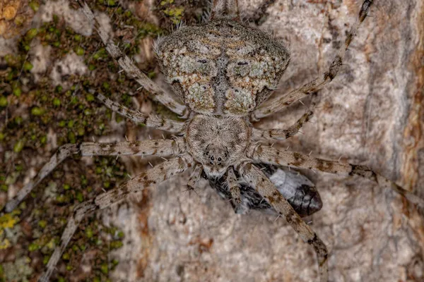 Longspinneret Adulte Araignée Famille Des Hersiliidae Attaquant Scarabée — Photo
