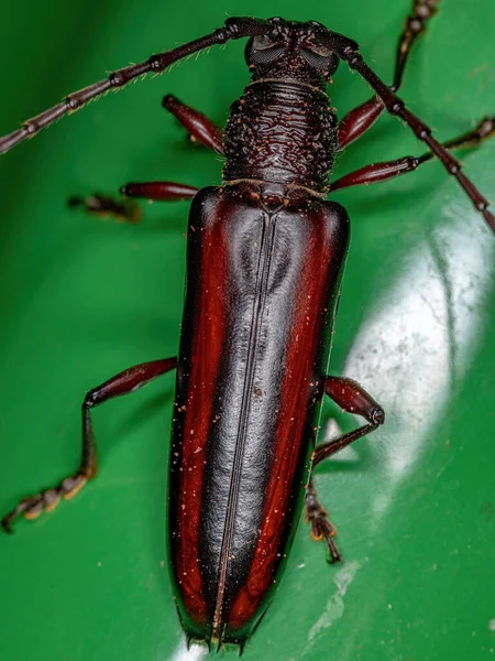 Adulto Escarabajo Longhorn Típico Del Género Coleoxestia — Foto de Stock