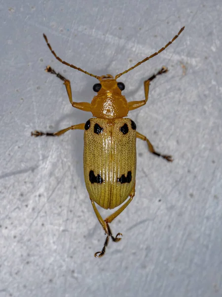 Yellow Aadult Leaf Beetle Species Metaxyonycha Octosignata — Stock Photo, Image