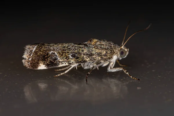 Polilla Adulta Insectos Especie Spragueia Margana — Foto de Stock