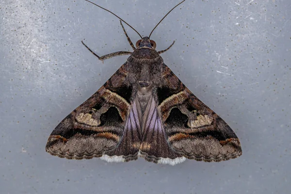 Ενηλίκων Perpicular Graphic Moth Species Μηλίτης Cathepularis — Φωτογραφία Αρχείου
