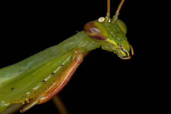 Ενηλίκων Green Photinaid Mantis Της Φυλής Photinaini — Φωτογραφία Αρχείου