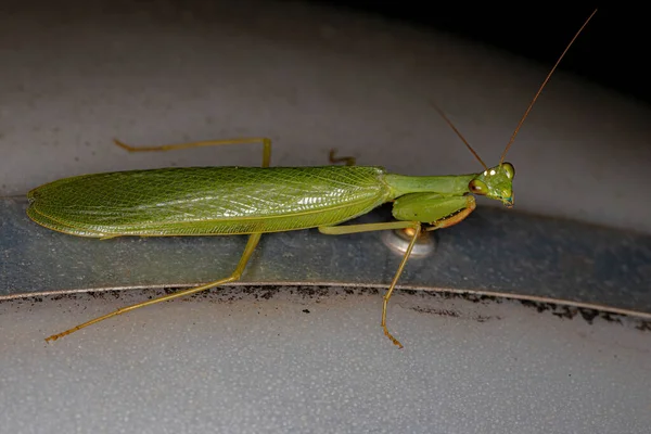 Adult Green Photinaid Mantis Tribe Photinaini — стокове фото