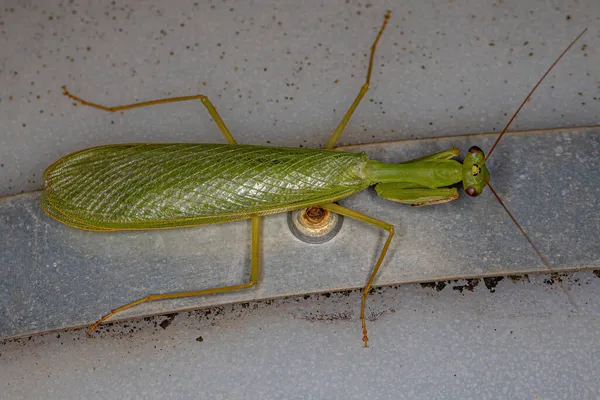 Adulto Verde Photinaid Mantis Tribo Photinaini — Fotografia de Stock