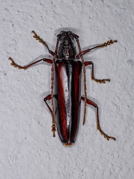 Adulto Escarabajo Longhorn Típico Del Género Coleoxestia — Foto de Stock