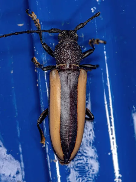 Adulto Escarabajo Longhorn Típico Del Género Poeciloxestia — Foto de Stock