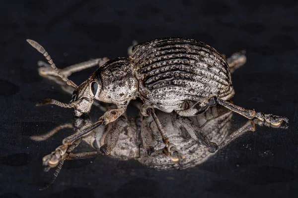 Cydianerus Latruncularius Türünün Yetişkin Beyaz Geniş Burunlu Buğday Böceği — Stok fotoğraf