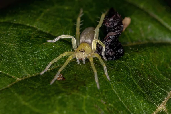 ファミリーの小さな緑のゴーストスパイダー Anyphaenidae — ストック写真