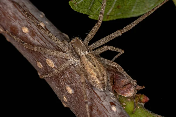 Felnőtt Női Futórák Philodromidae Család Pókja — Stock Fotó