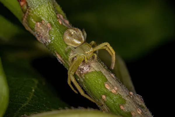 Adult Female Crab Spider Family Thomisidae — Stock Photo, Image