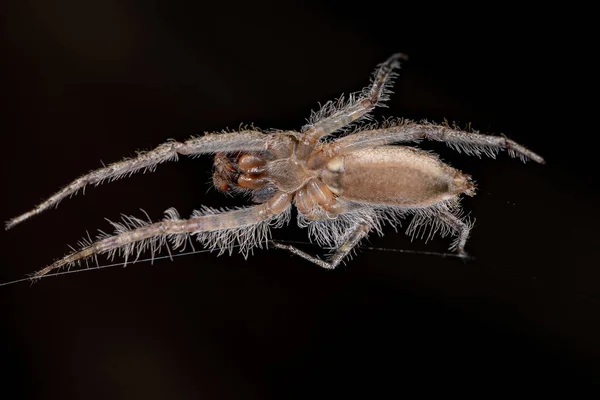 Small Bark Hunter Spider Genus Senoculus — стокове фото