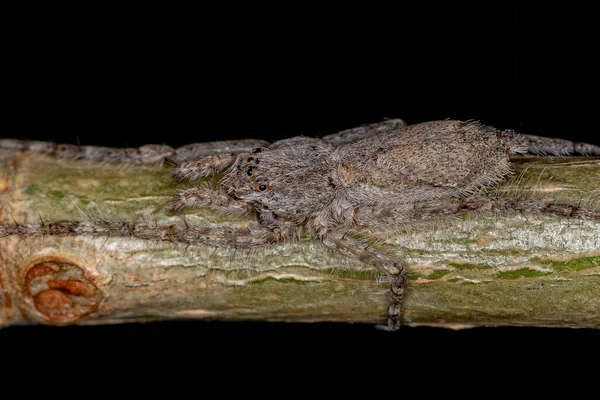 Petite Araignée Chasseuse Écorce Genre Senoculus — Photo