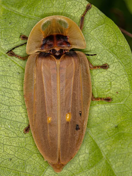 Escarabajo Luciérnaga Adulto Tribu Cratomorphini — Foto de Stock