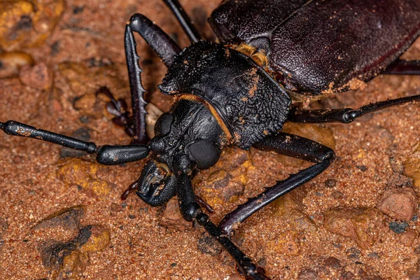 成年大角贝 Giant Prionid Beetle 种类为大角贝 Ctenoscelis Coeus — 图库照片