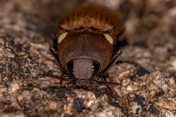 Fogo Adulto Clique Besouro Gênero Pyrophorus — Fotografia de Stock