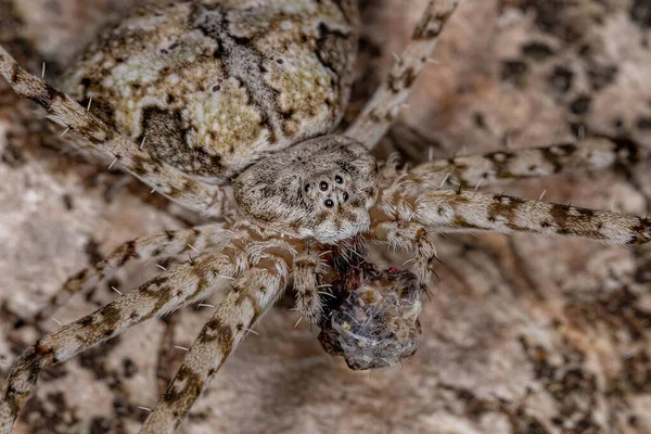 Dospělý Dlouhosrstý Pavouk Čeledi Hersiliidae Lovící Hmyz — Stock fotografie