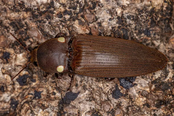 Adult Fire Klicka Skalbagge Släktet Pyrophorus — Stockfoto