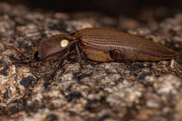 Adult Fire Click Beetle Genus Pyrophorus — Φωτογραφία Αρχείου