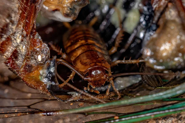 Kayu Kecil Cockroach Nymph Dari Keluarga Ectobiidae Dalam Jangkrik Memakan — Stok Foto