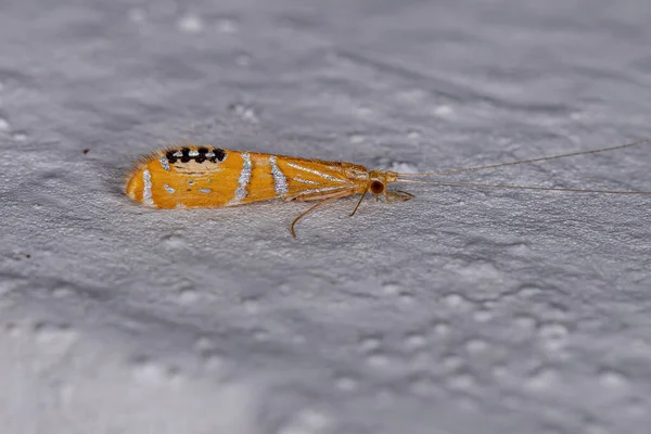 Dospělý Caddisfly Hmyz Rodu Nectopsyche Který Napodobuje Skákajícího Pavouka Čeledi — Stock fotografie