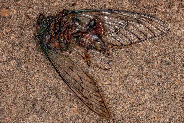 Cicada Adulte Morte Insecte Genre Fidicina — Photo