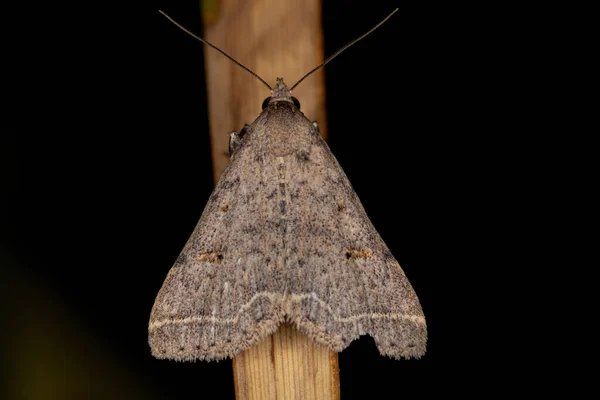 Ενηλίκων Litter Moth Της Υποοικογένειας Hermininae — Φωτογραφία Αρχείου