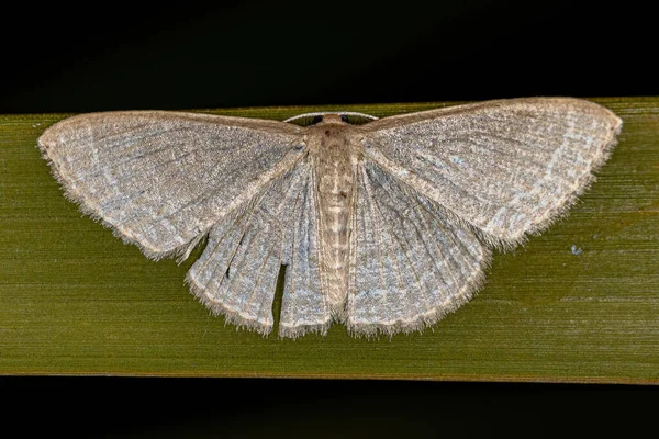 Geômetro Adulto Traça Família Geometridae — Fotografia de Stock