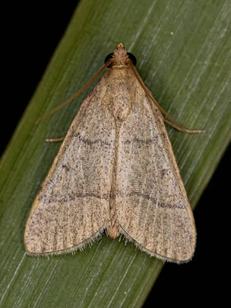 Vuxen Pyralid Snout Moth Family Pyralidae — Stockfoto