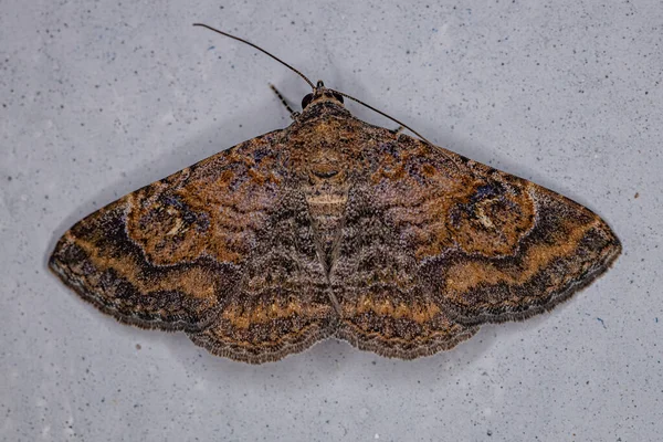 Adult Underwing Moth Family Erebidae — Stock Photo, Image