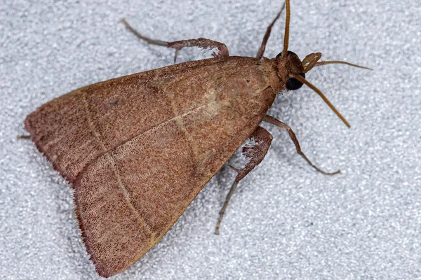 Dorosły Łuskowaty Pyralid Moth Podrodziny Chrysauginae — Zdjęcie stockowe