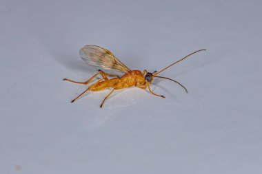 Süper Aile Ichneumonoidea 'dan Yetişkin Ichneumonid Wasp