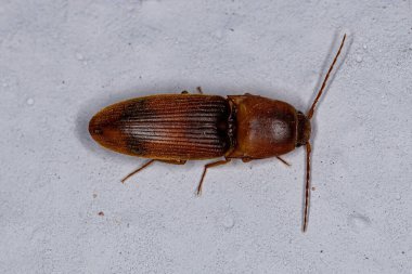 Elateridae ailesinin Yetişkin Tıklama Böceği