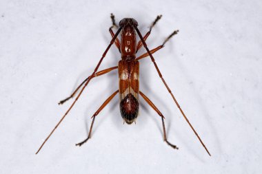 Alt Aile Serambycinae 'nin Tipik Yetişkin Uzun Boynuzlu Böceği