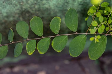Maskarene Adası Yaprak Çiçeği Çiçeği. Çiçekli ve meyveli Phyllanthus tenellus.
